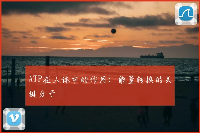 ATP在人体中的作用:能量转换的关键分子